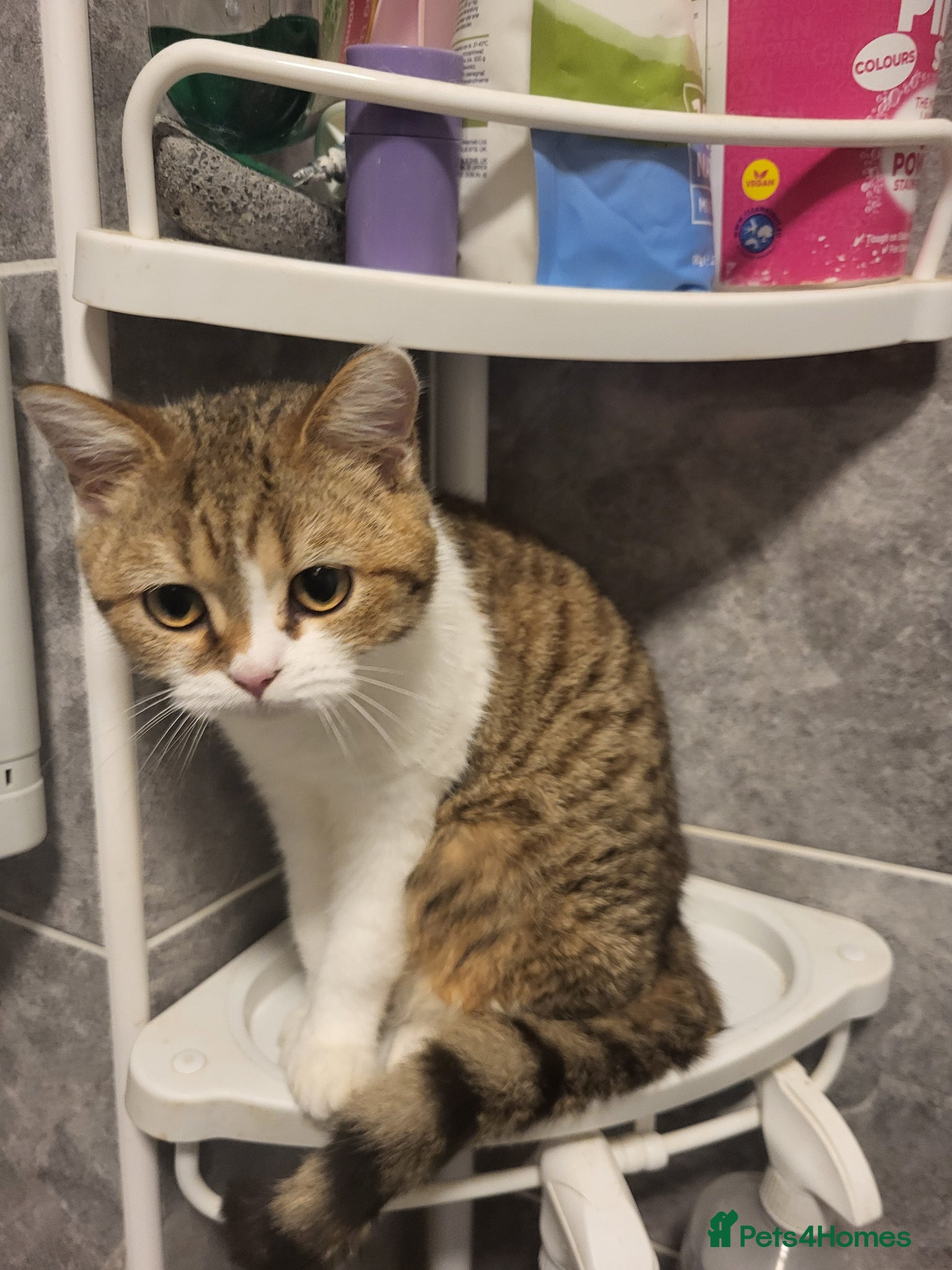 Mixed Breed cats Adorable kittens for sale- ready for loving home - Advert 2