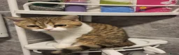 Mixed Breed cats for sale: Adorable kittens for sale- ready for loving home - Advert 1