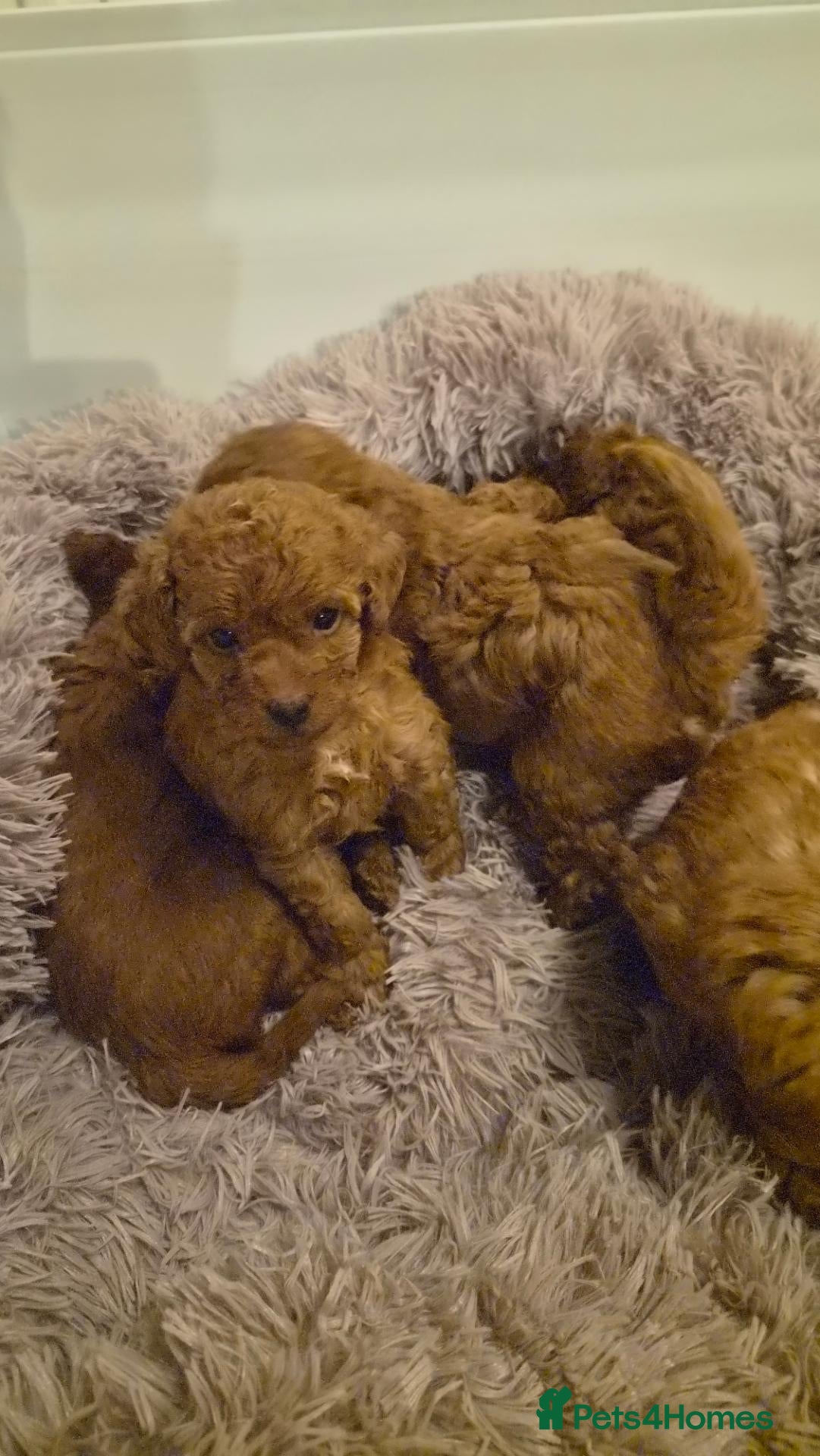 Yorkiepoo dogs F1B Yorkiepoo Puppies - Miniature Teddy Bears  - Advert 2
