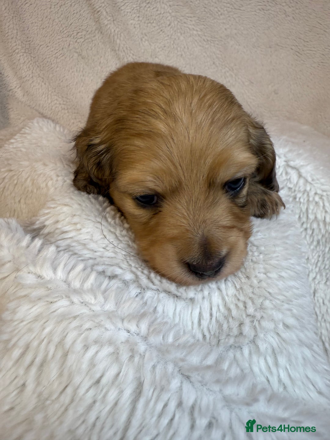 Miniature Dachshund dogs for sale: LONG HAIRED MINI DACSHUND  - Advert 4