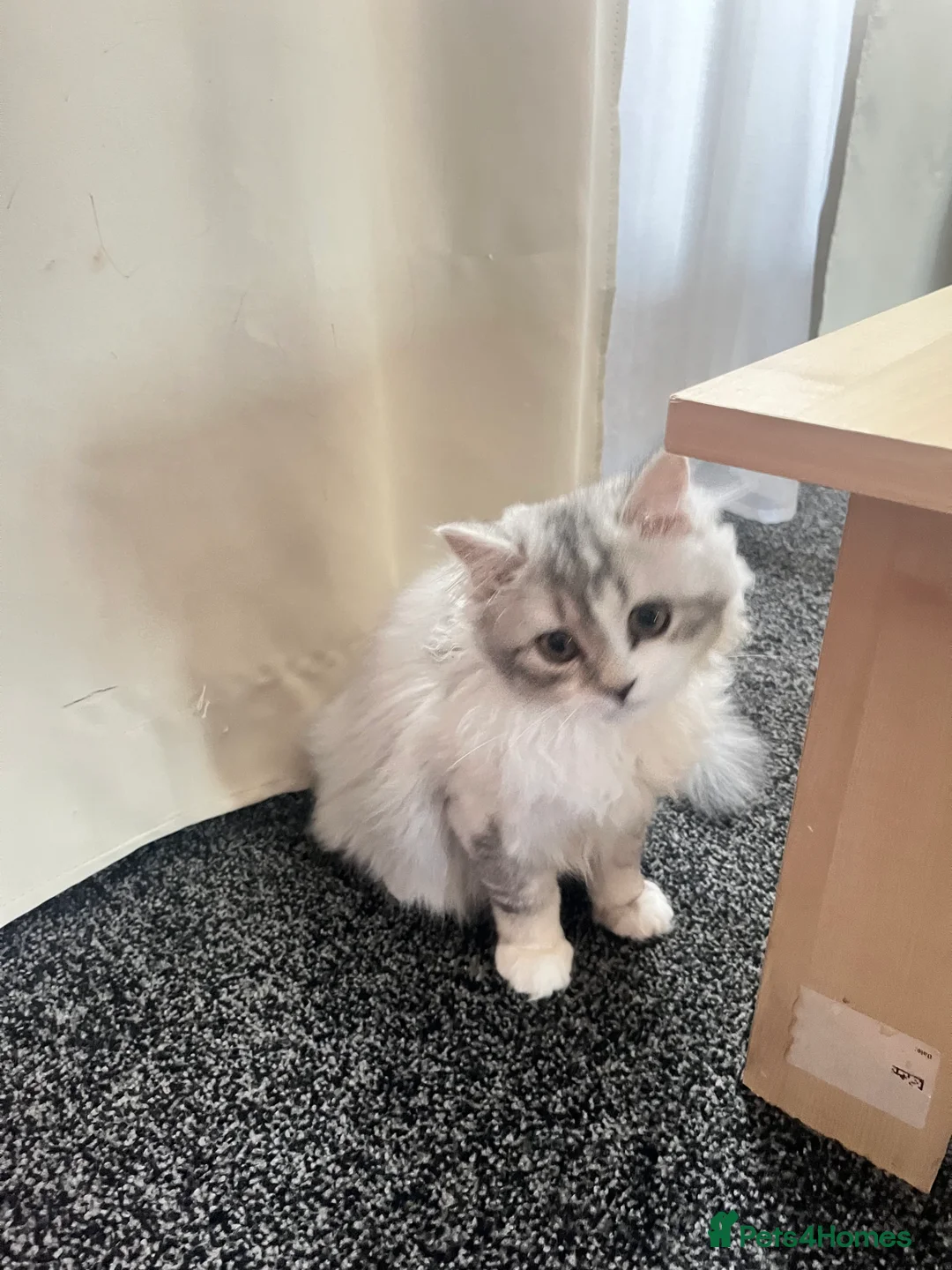 Scottish Fold cats for sale: Jorek  in Alness - Advert 4