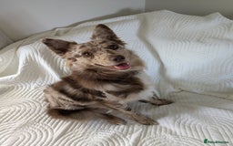 Border Collie dogs for sale: Merle border collie puppy  - Image 6