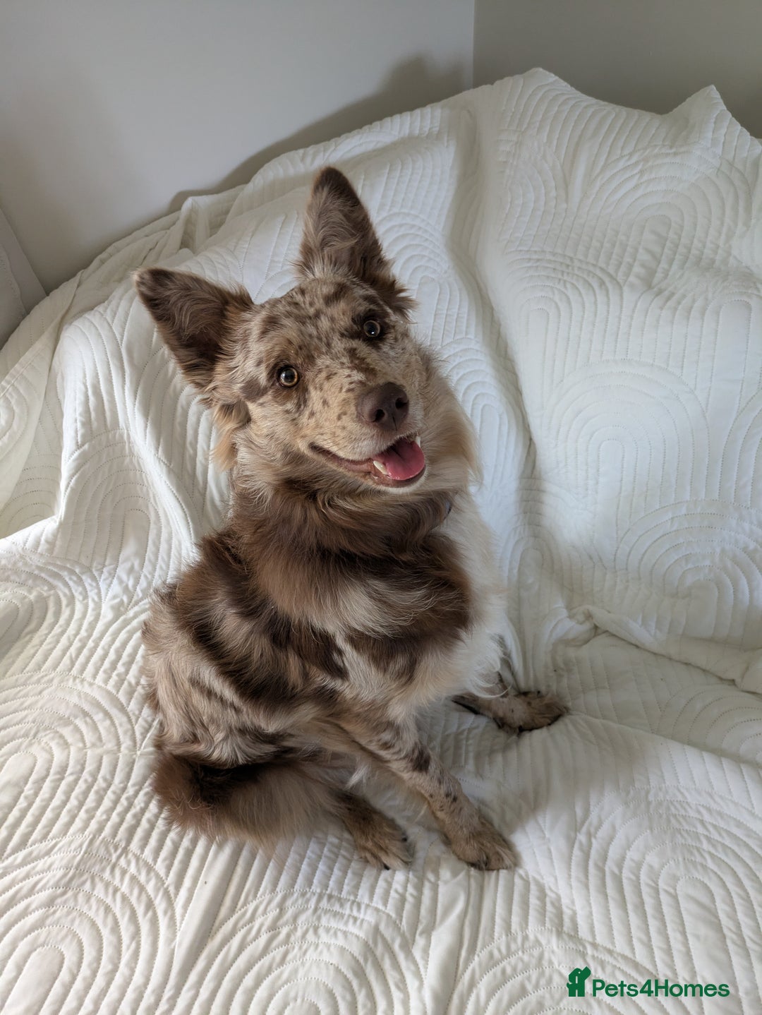 Border Collie dogs for sale: Merle border collie puppy  - Image 6