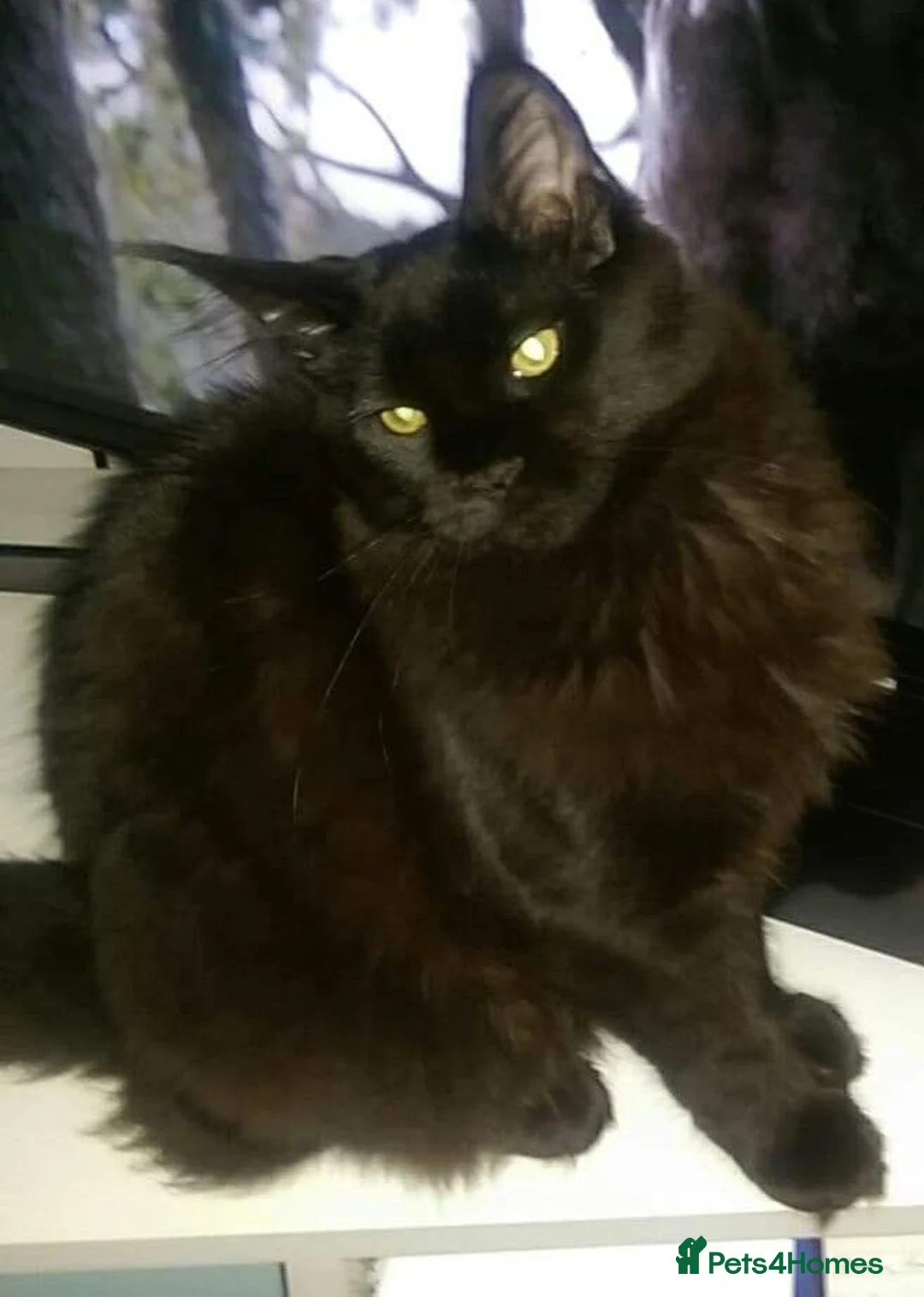Maine Coon cats for sale: Beautiful female maine coon  - Advert 2