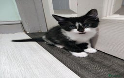 Mixed Breed cats for sale: 5 lovely kittens available  - Image 10