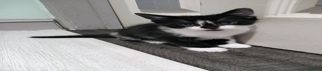 Mixed Breed Kitten 3