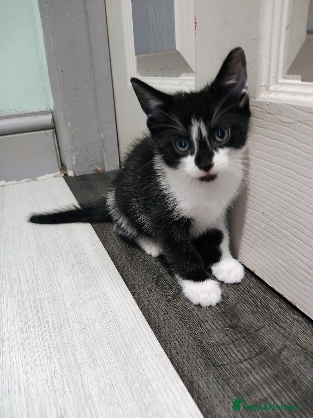 Mixed Breed cats for sale: 5 lovely kittens available  - Image 10