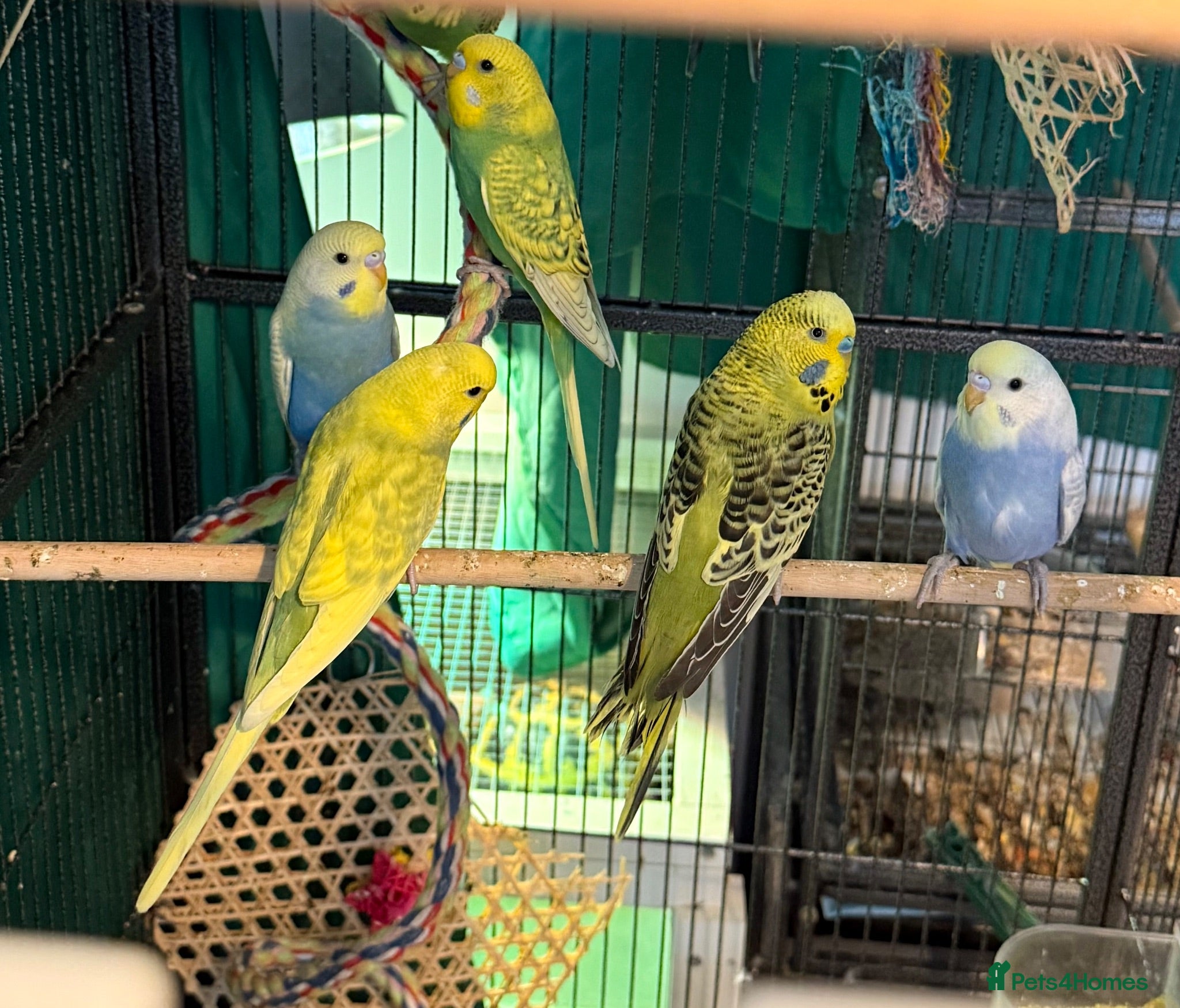 Budgerigars birds young  budgies available males & female young  - Advert 1