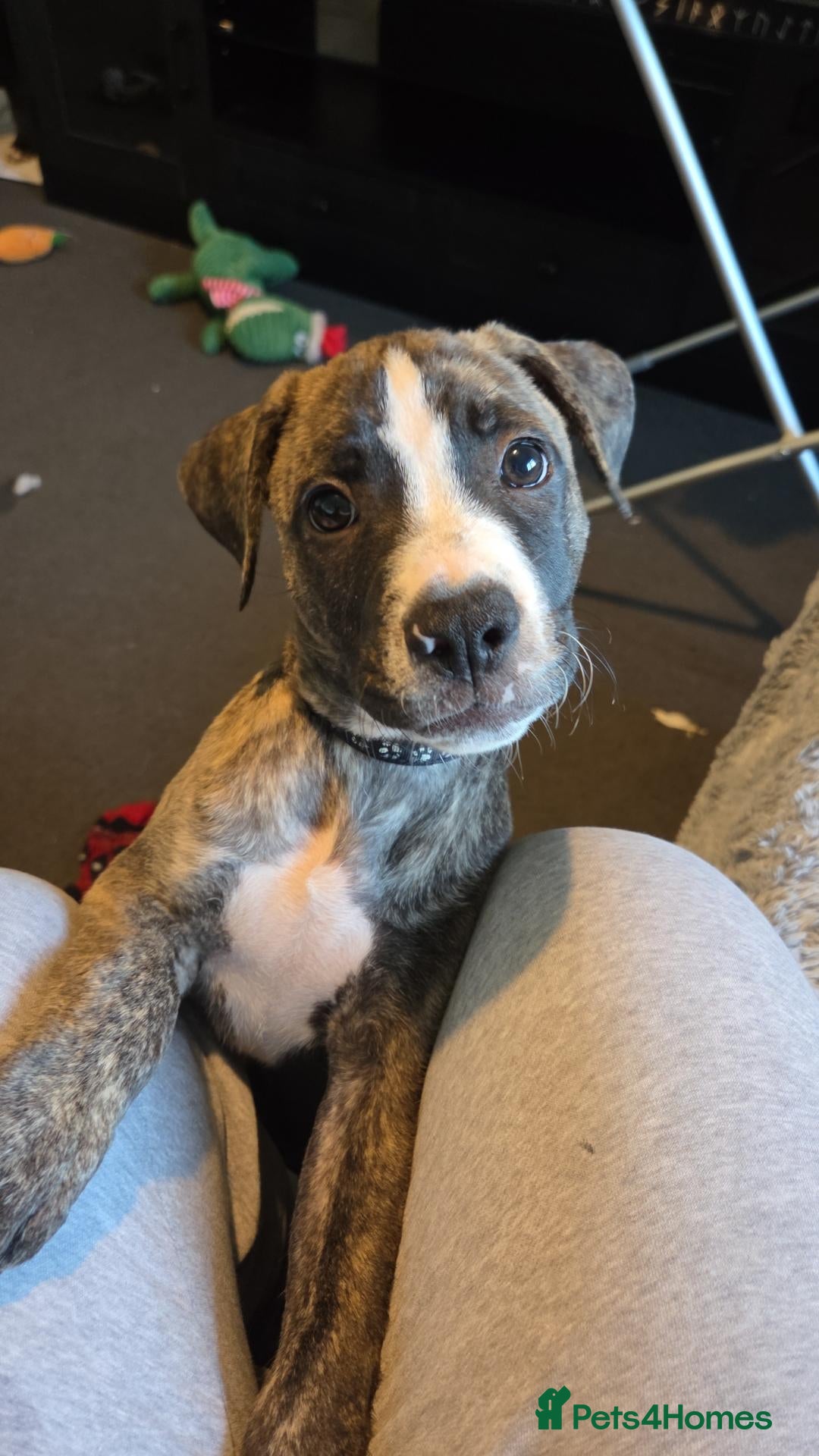 Mixed Breed dogs Staffy + cane corso  - Advert 17