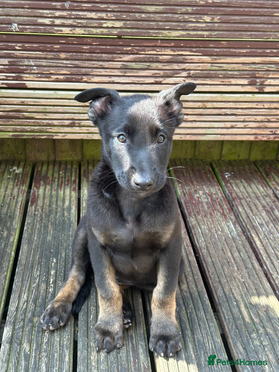 Belgian Shepherd Dog dogs for sale: Dutch herder puppies  - Image 2