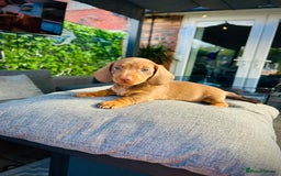 Miniature Dachshund dogs for sale: Last Male Miniature Daschund  🩵 - Image 1