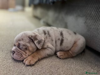 English Bulldog dogs 11 wonderful healthy happy bulldog babies - Advert 5