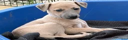 Whippet dogs for sale: Stunning KC whippet girl puppy  - Advert 30