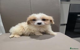 Cavachon dogs for sale: Cavachon puppies  - Advert 2