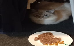 Ragdoll cats for sale: Mini the kitten  - Image 3