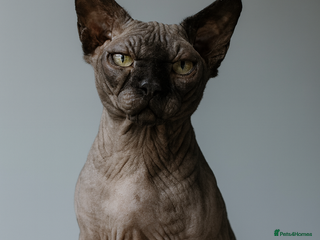 Sphynx cats Stud short legged sphynx Tica registered ACTIVE - Advert 11