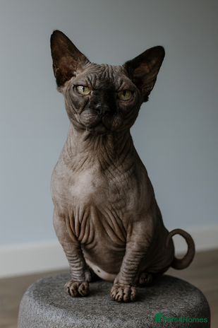 Sphynx cats Stud short legged sphynx Tica registered ACTIVE - Advert 1