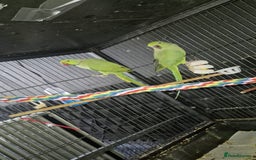 Ringnecks birds for sale: Ring neck parrot - Image 1