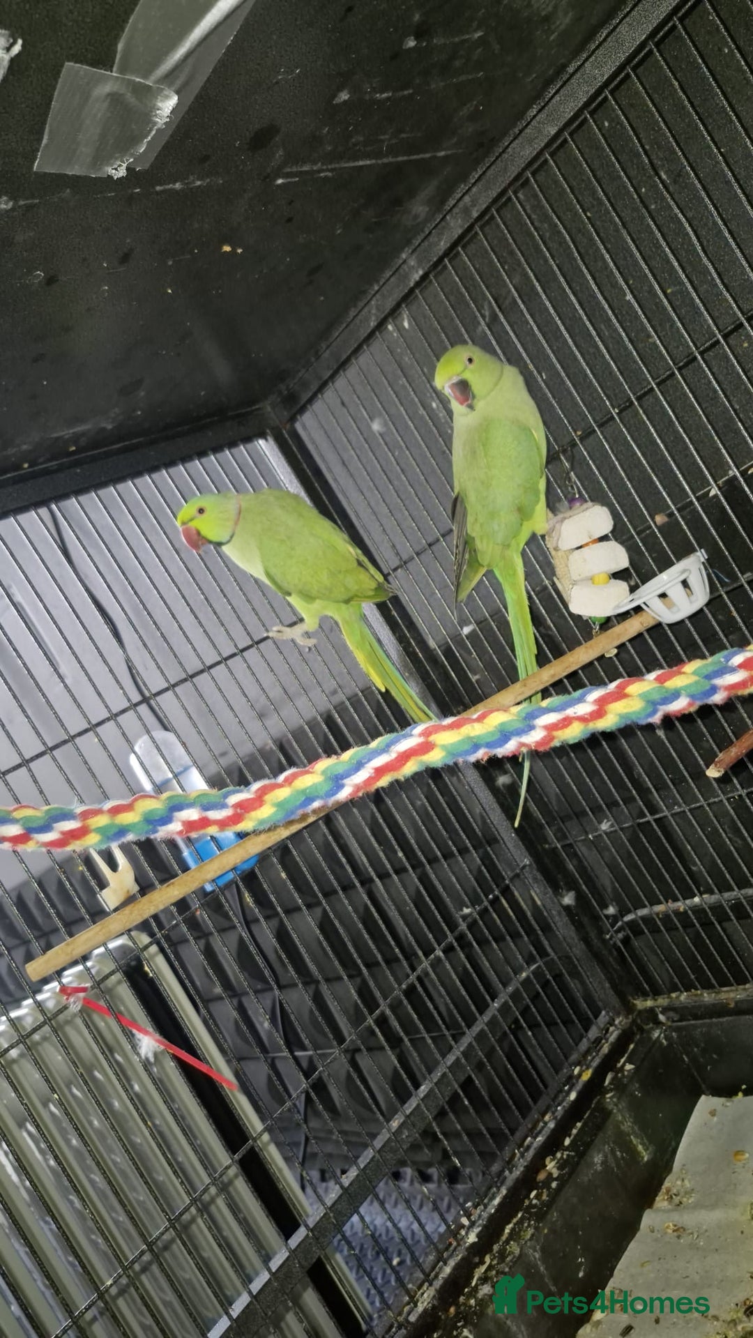 Ringnecks birds for sale: Ring neck parrot - Image 1