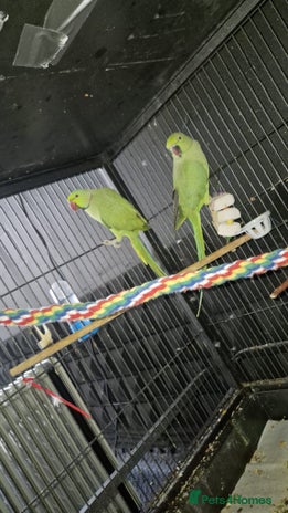 Ringnecks birds - Advert 12