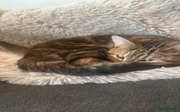 Domestic Shorthair cats for sale: Co co & Chia  - Image 6