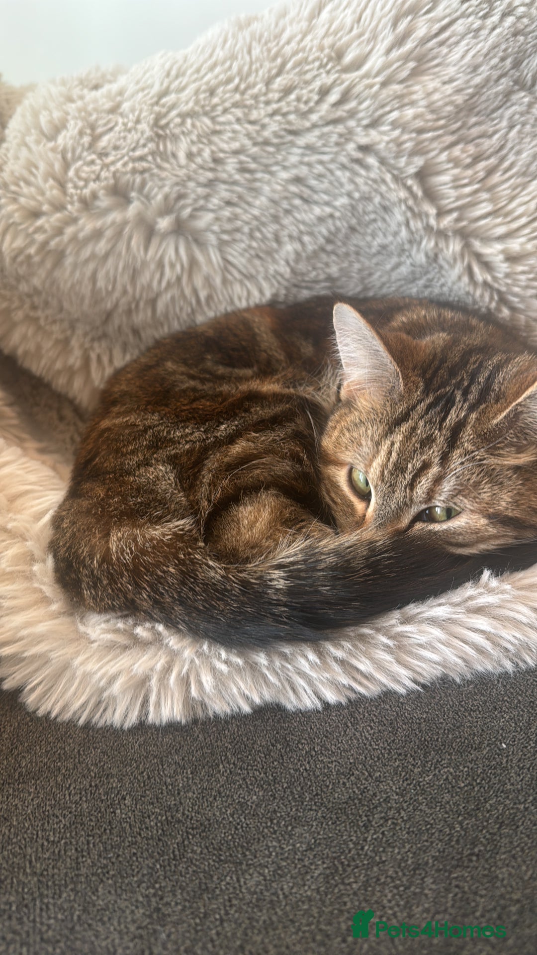Domestic Shorthair cats for sale: Co co & Chia  - Image 6