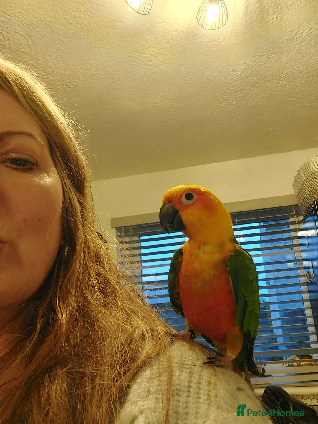 Conures birds for sale: Jenday conure - Advert 4