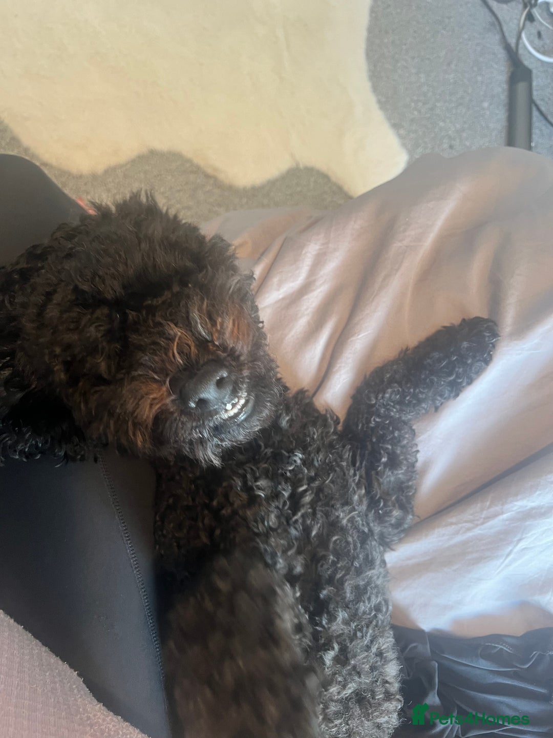 Cavapoochon dogs for sale: Beautiful cavapoochon needing an urgent home! - Advert 11