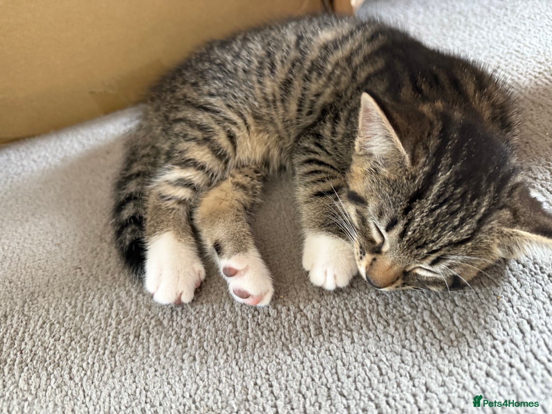 Domestic Shorthair cats for sale: Two kittens ready to leave for their forever home  - Image 9