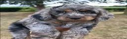 Cockapoo dogs for sale: Only one blue merle girl left, F2B Cockapoo  - Advert 4