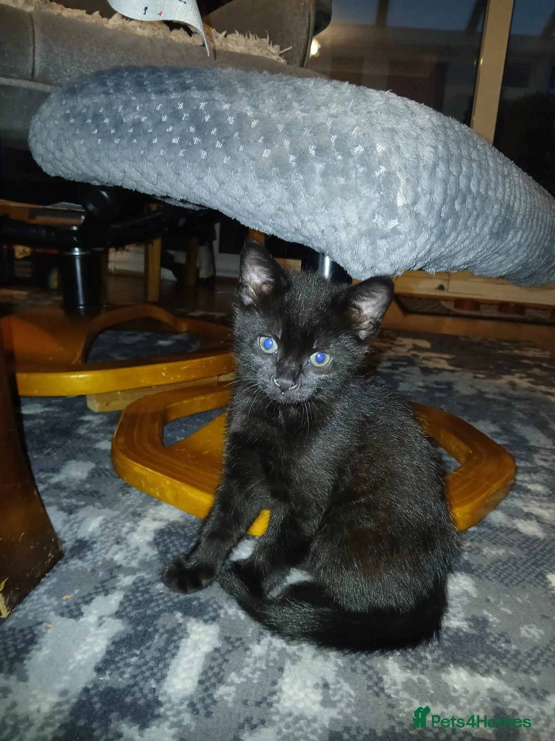 Mixed Breed cats for sale: 4 cute kittens for sale - Advert 5