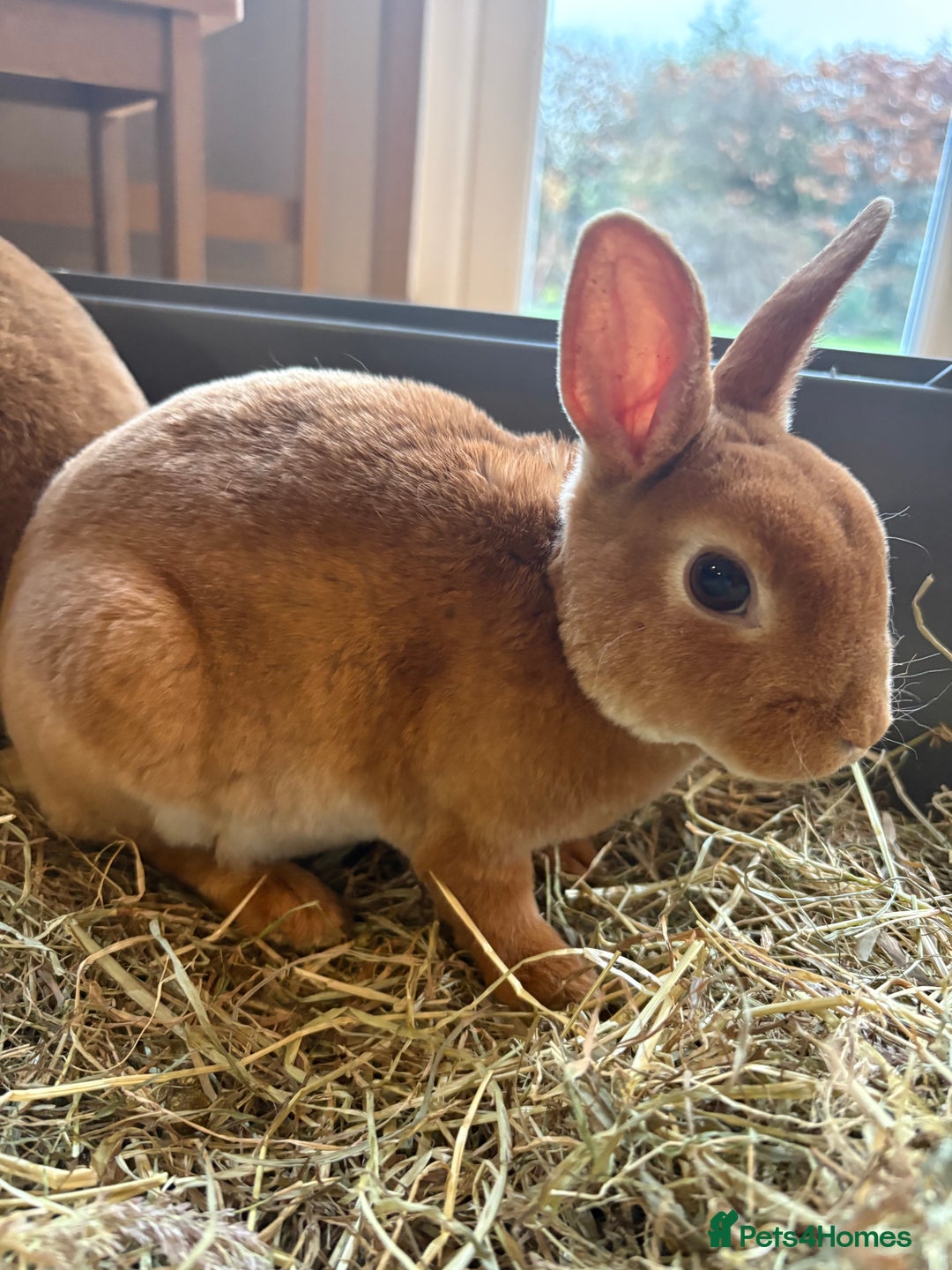 Rex rabbits for sale: Mini Rex Bunnies  - Advert 5