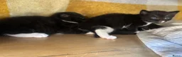 Mixed Breed cats for sale: 4 healthy black and black and kittens  - Advert 13