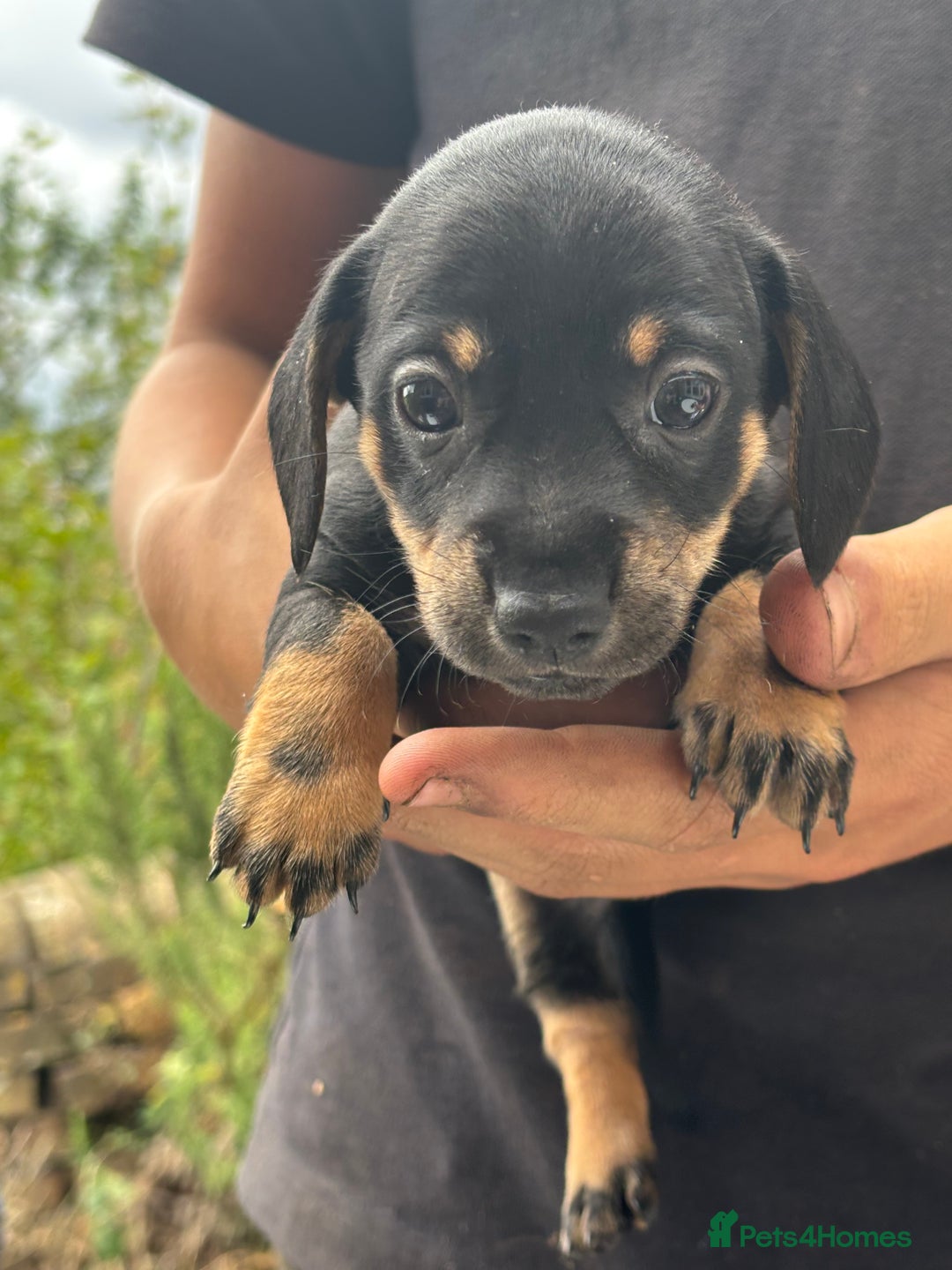 Mixed Breed dogs for sale: Jack Russell x Dachshund - Image 10