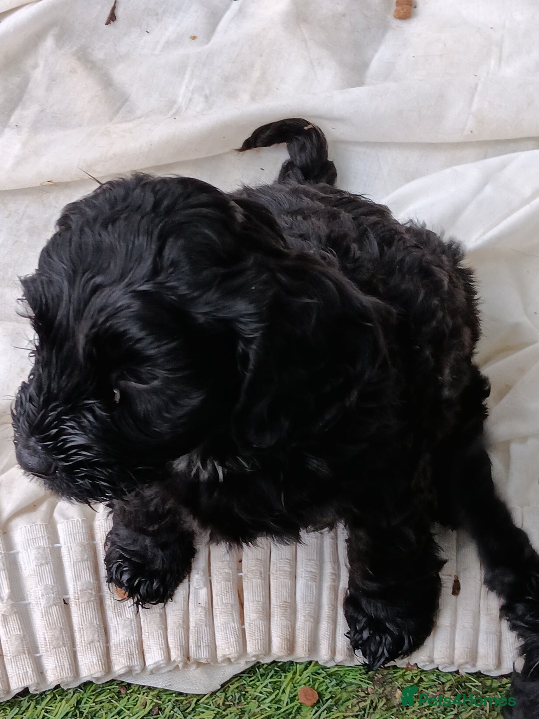 Cockapoo dogs for sale: Pure black cockerpoo  puppies  - Image 4