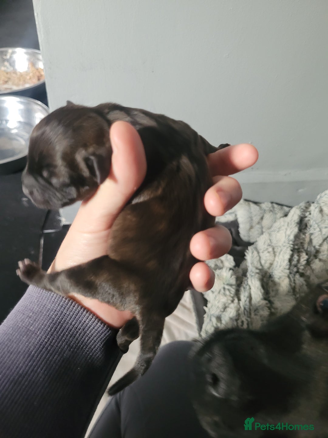 Mixed Breed dogs for sale: Staffie cross mastiff  - Image 10