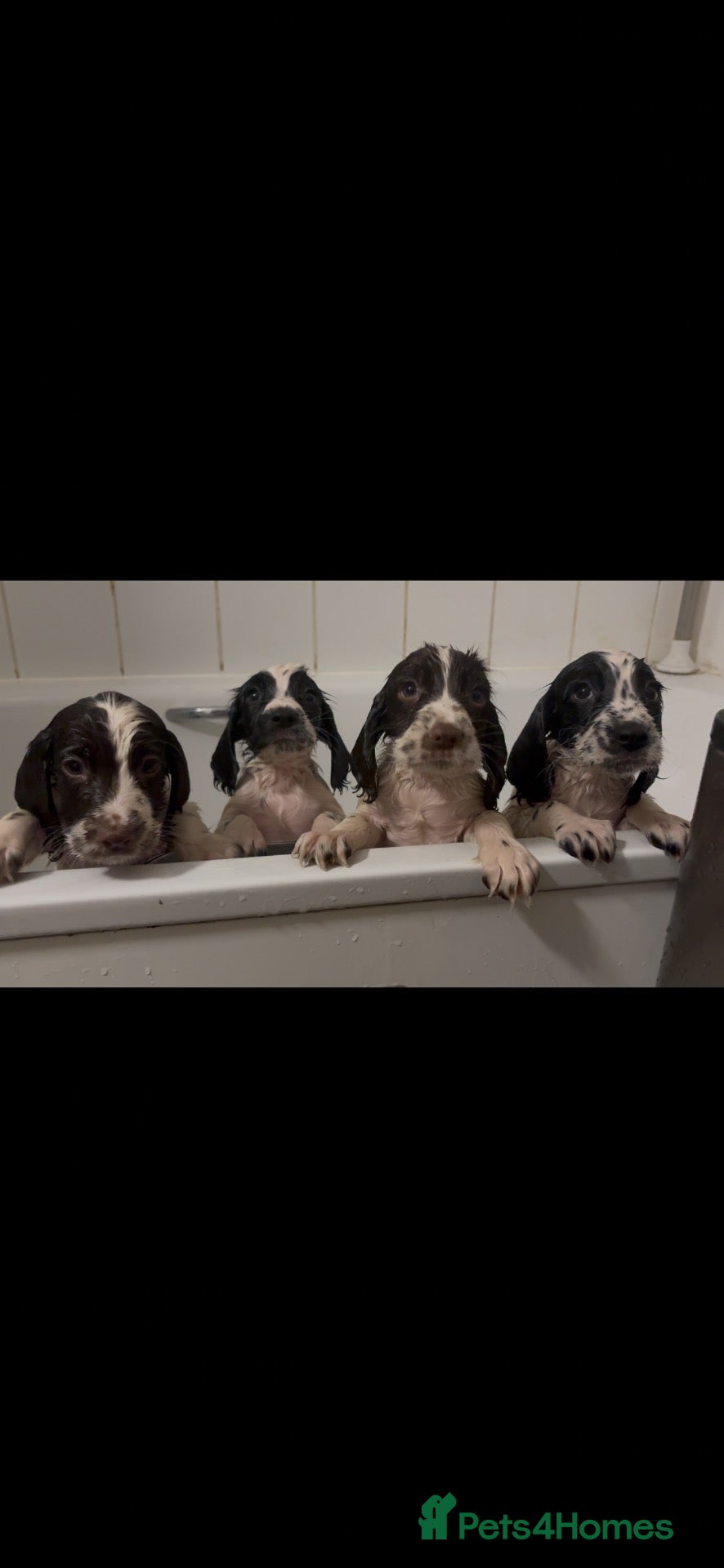 Sprocker dogs for sale: READY THIS WEEK🐶🏡 - Advert 5
