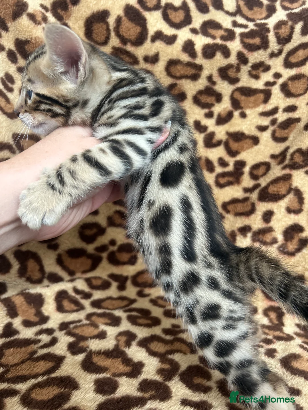 Bengal cats for sale: Beautiful Litter of Bengal Kittens - TICA Reg - Advert 21