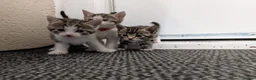 Mixed Breed cats for sale: Beautiful kittens  - Advert 6