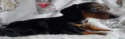 Miniature Dachshund dogs for sale: Stunning Dachshund pups *Ready now* - Advert 11