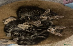 British Shorthair cats for sale: BEAUTIFUL BRITISH SHORT HAIRS - Image 7