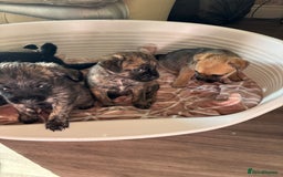 Jug dogs for sale: Jug puppies  - Image 2