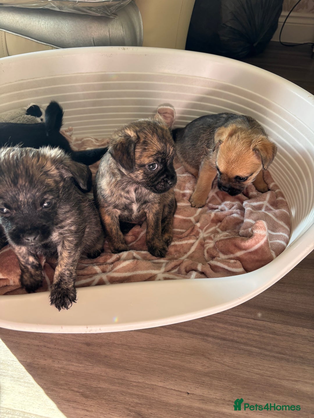 Jug dogs for sale: Jug puppies  - Image 2