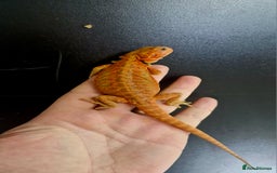 Bearded Dragon reptiles for sale: Bearded dragon Holdback release at HT exotics! - Image 21