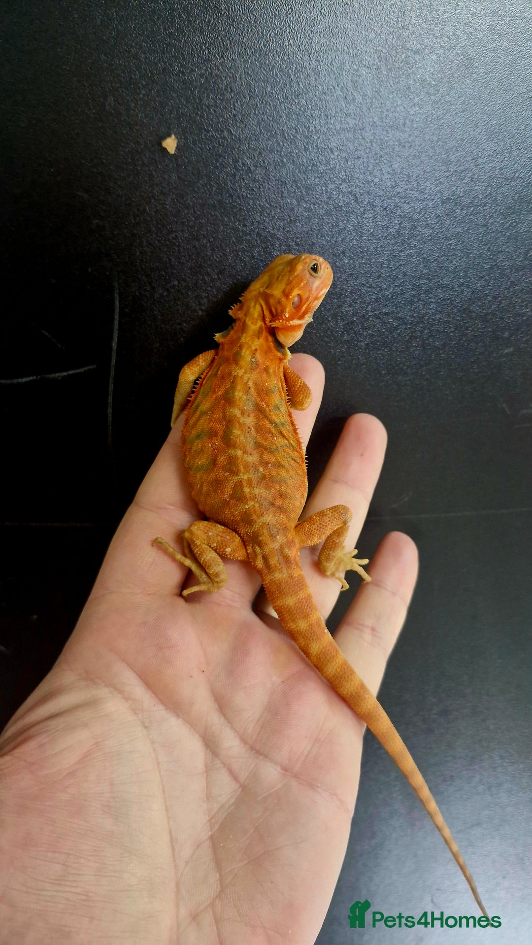 Bearded Dragon reptiles for sale: Bearded dragon Holdback release at HT exotics! - Image 21