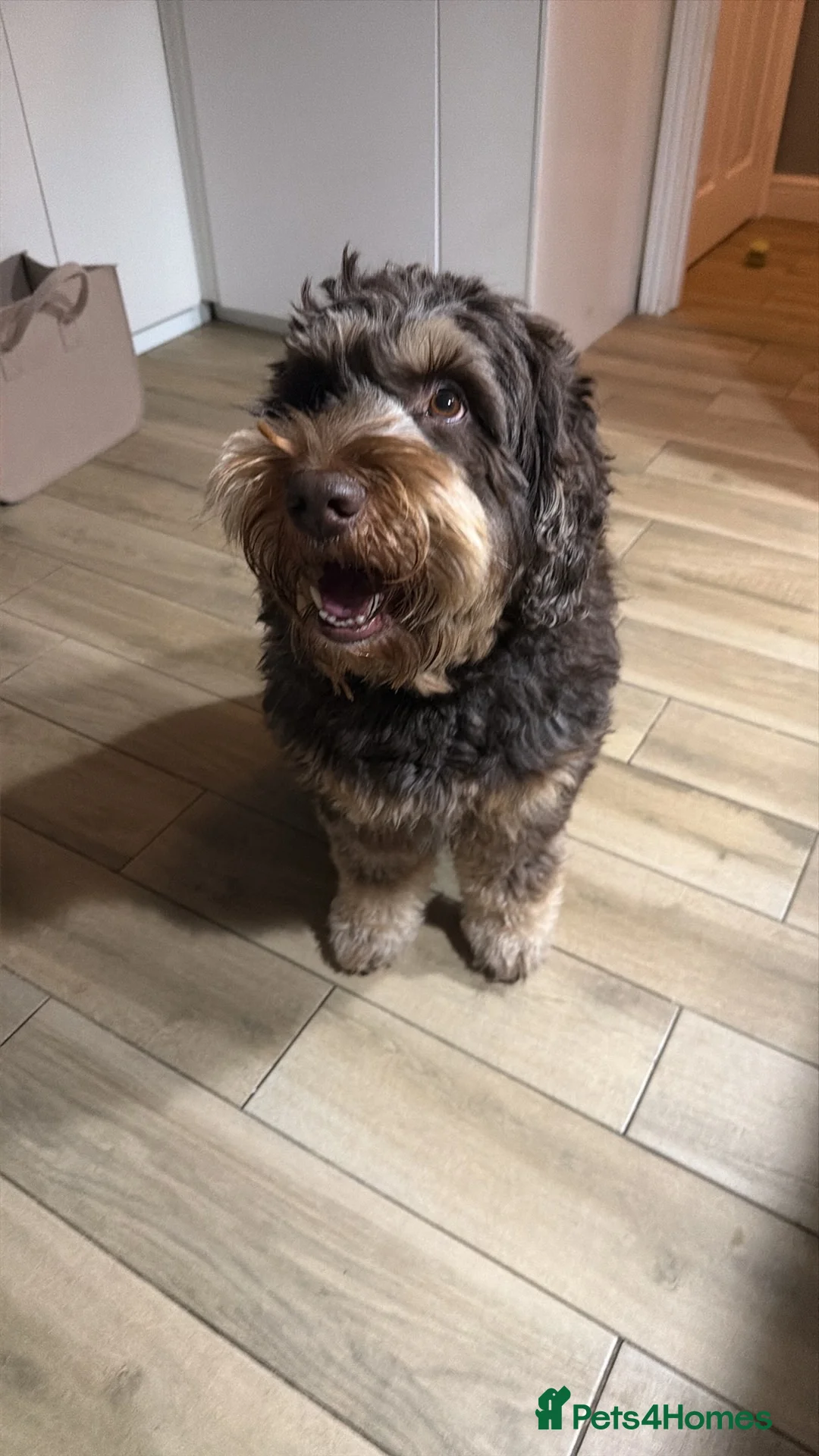 Labradoodle dogs for stud: 🐾 Exceptional Tri-Phantom Labradoodle Stud in Coalville - Advert 5