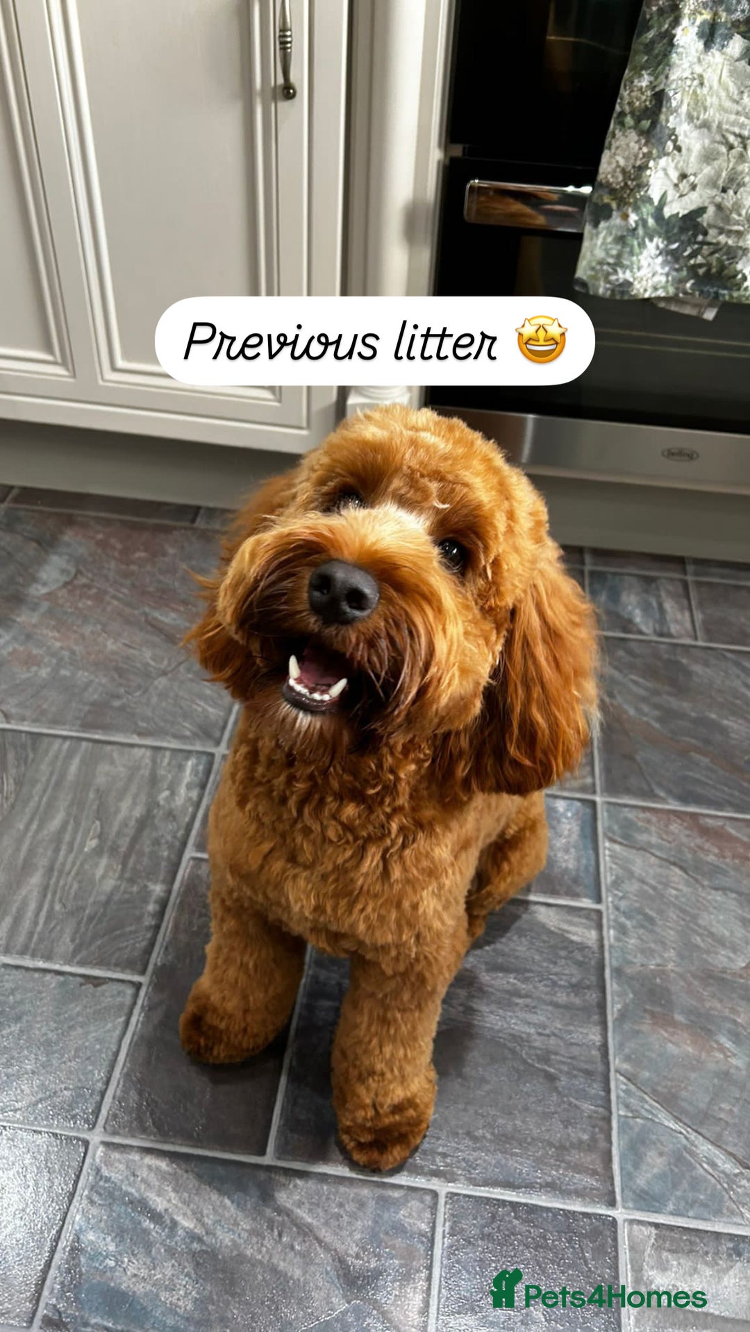 Cockapoo dogs for sale: FOX RED COCKAPOOS ⭐️⭐️ - Image 16