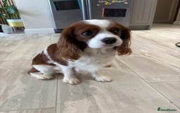 Cavalier King Charles Spaniel dogs for stud: KC Reg Blenheim Cavalier Heart/Health/Eye Clear  - Advert 2
