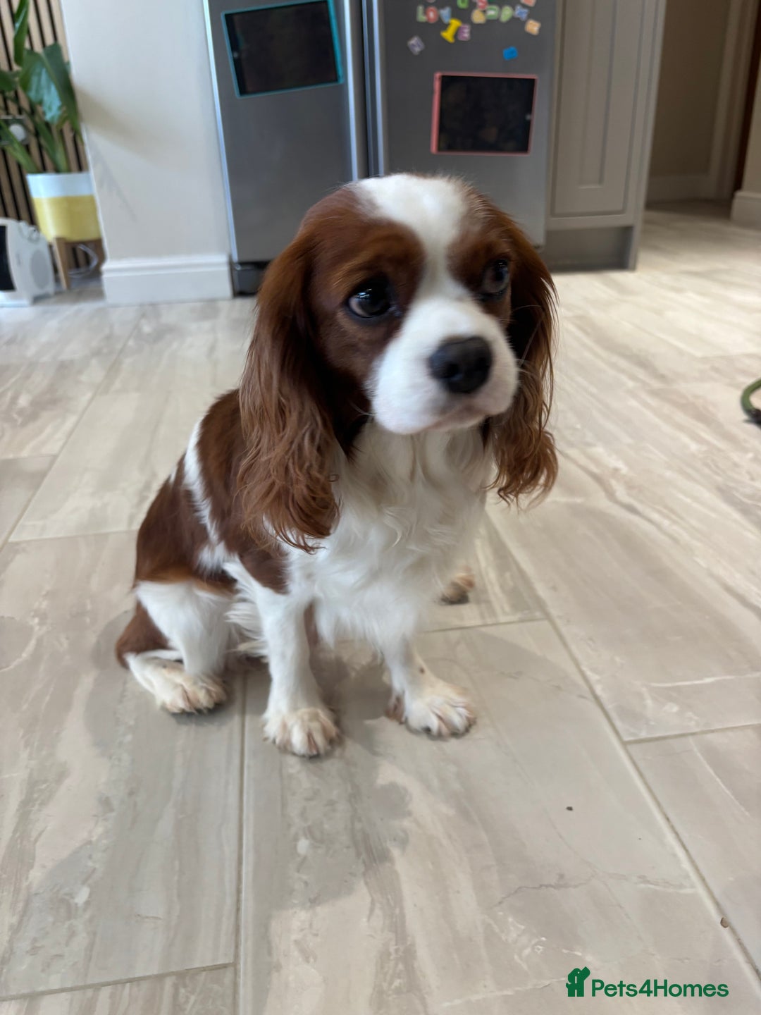 Cavalier King Charles Spaniel dogs for stud: KC Reg Blenheim Cavalier Heart/Health/Eye Clear  - Advert 2