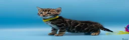 Bengal cats for sale: TICA Registered Bengal Kittens – Truly Magnificent - Advert 5